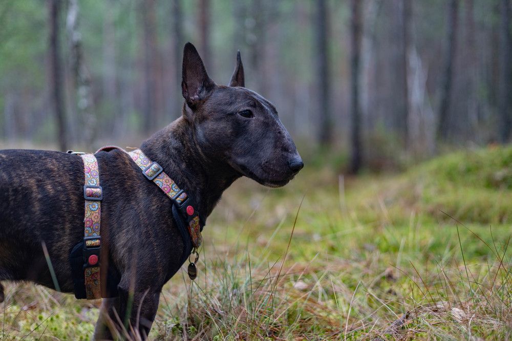 Фотография автора Алина Павлова
