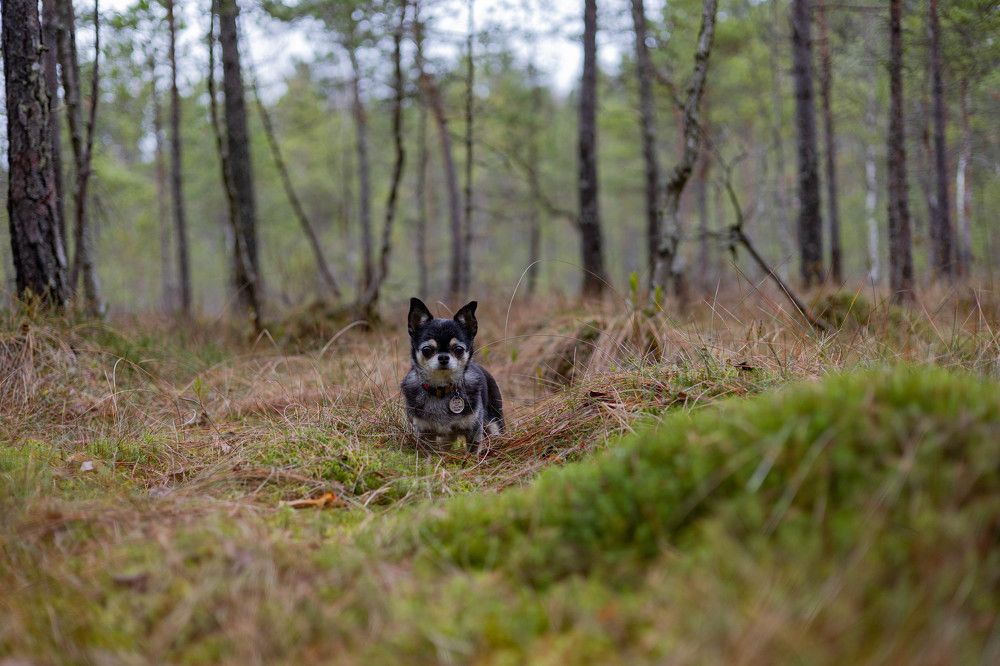 Фотография автора Алина Павлова