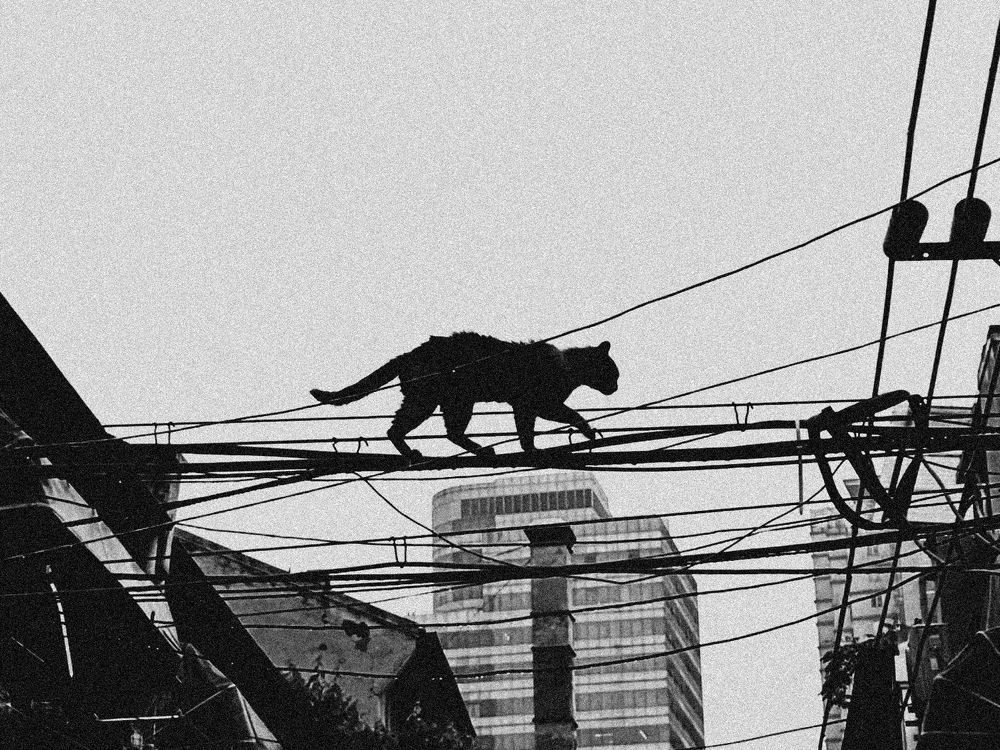 Photograph by Ni Bruce