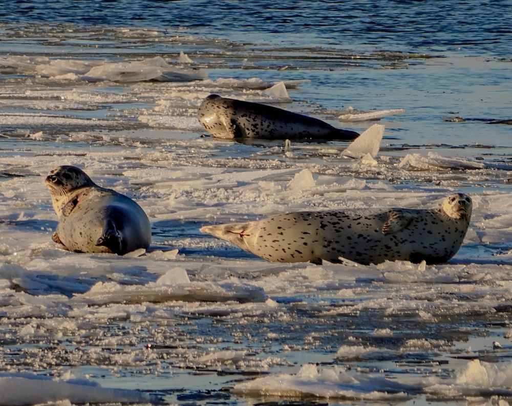 Фотография автора Александр Лютиков