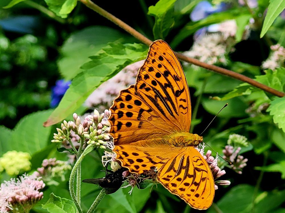 Photograph by Catherine Walter-Prêtre