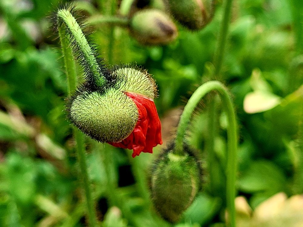 Photograph by Catherine Walter-Prêtre