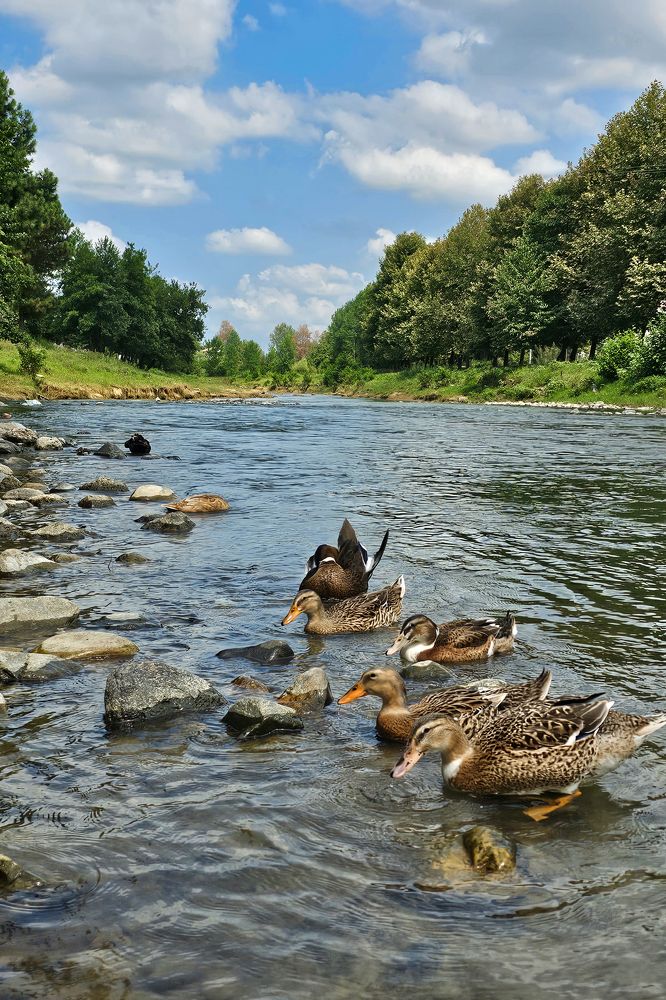 Photograph by laya jebelli