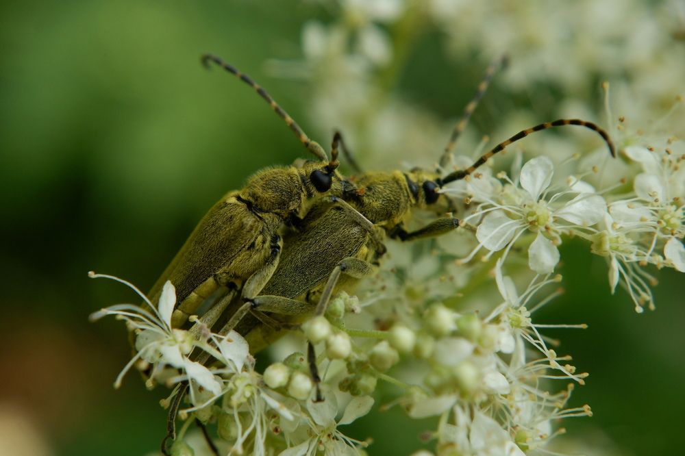 Photograph by Alexandr Kioresku