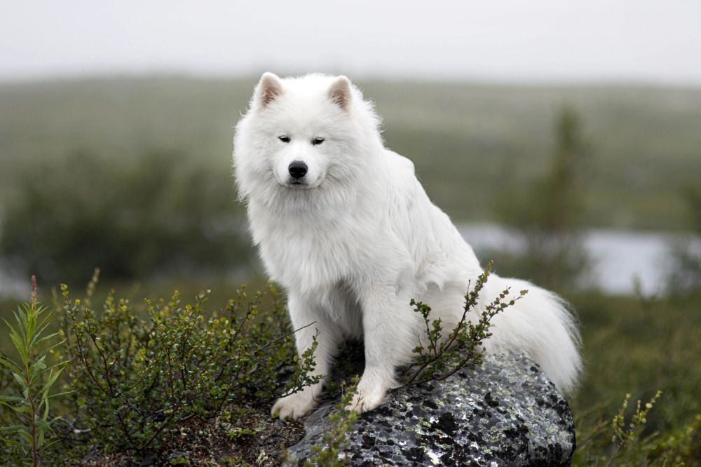 Photograph by Дарья Чистякова