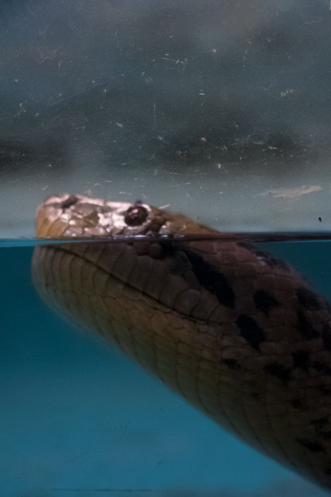 Photograph by Dewindu H. Fernando