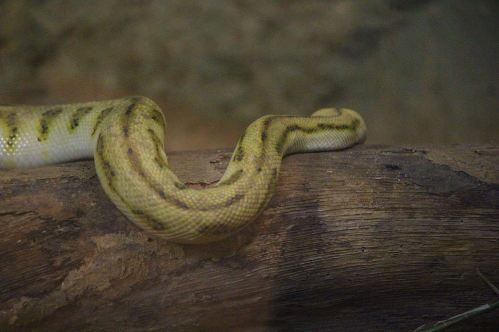 Photograph by Dewindu H. Fernando