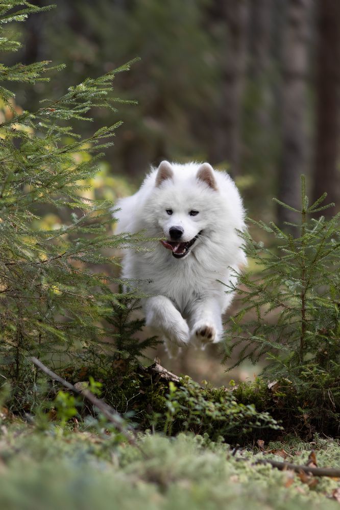 Photograph by Дарья Чистякова