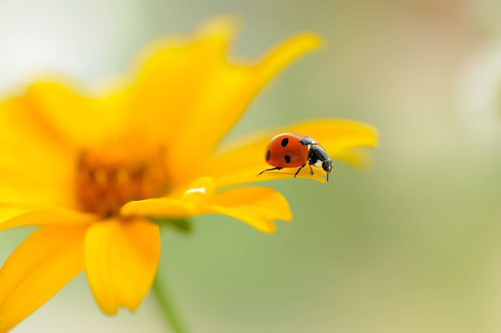 On the edge of the  flower petal/На краю лепестка