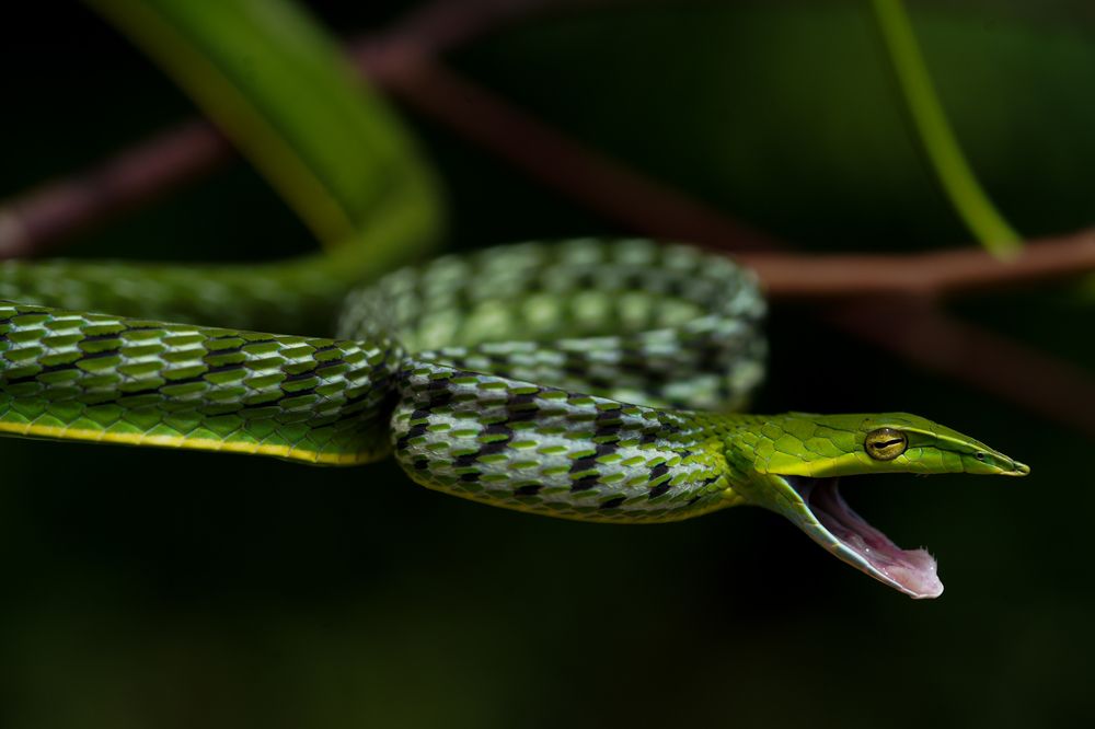 Photograph by Ashoka N R