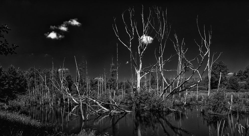 Лесное озеро