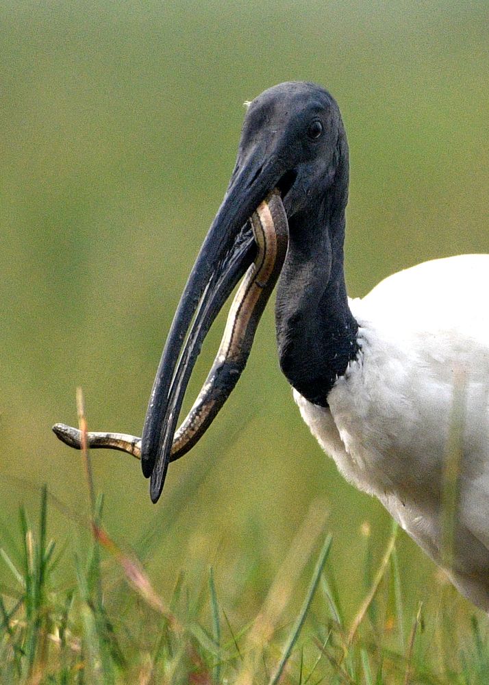 Photograph by SUSANTA KUMAR DAS