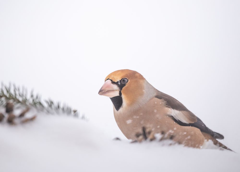 Photograph by Елена Хорохорина