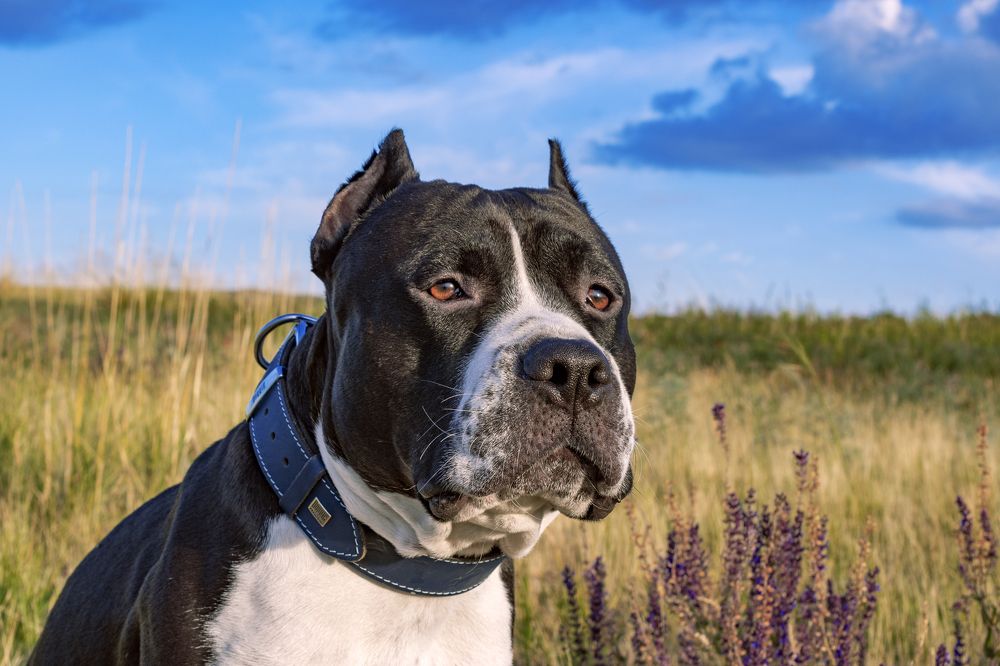 Фотография автора Андрей Жданов