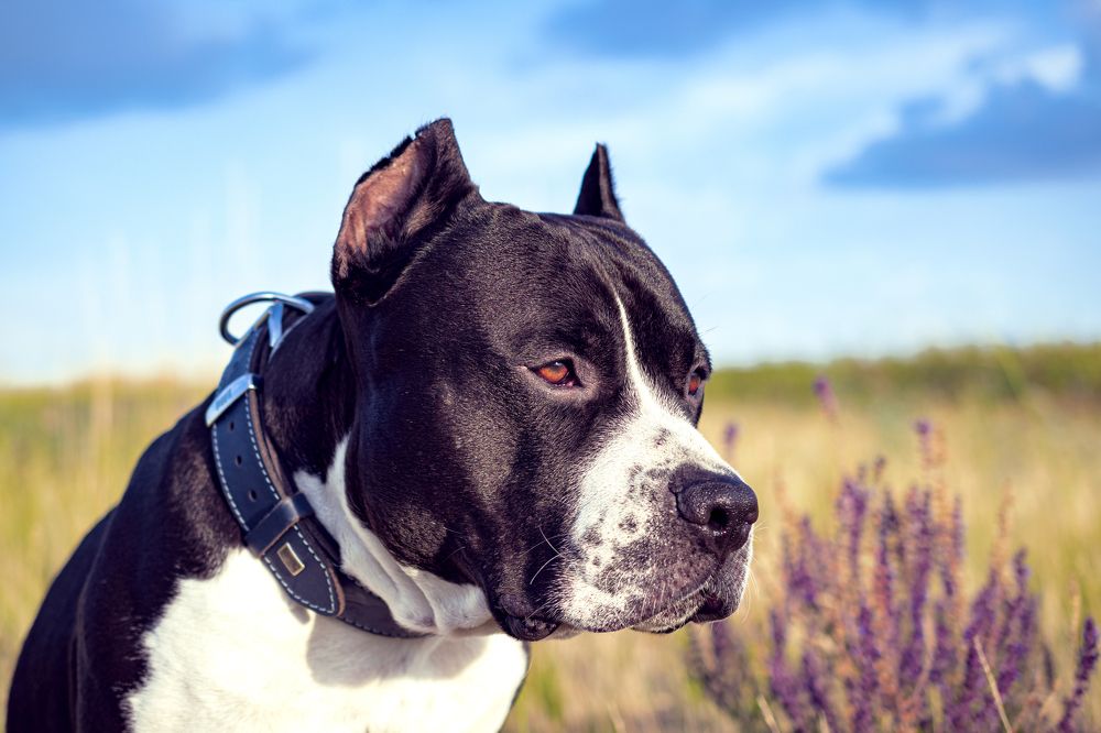 Фотография автора Андрей Жданов