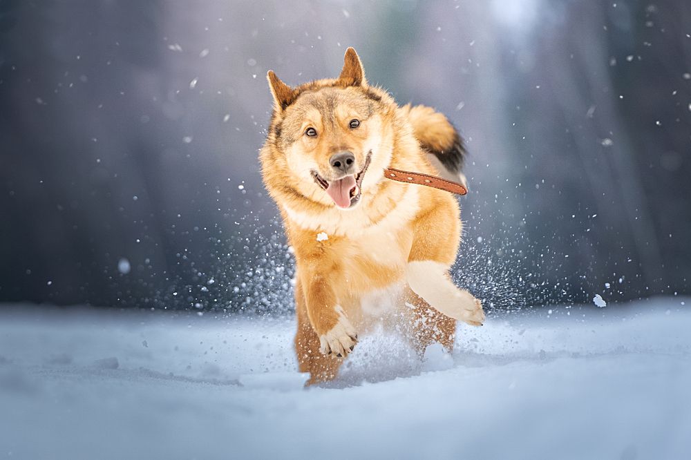 Photograph by Ольга Пачина