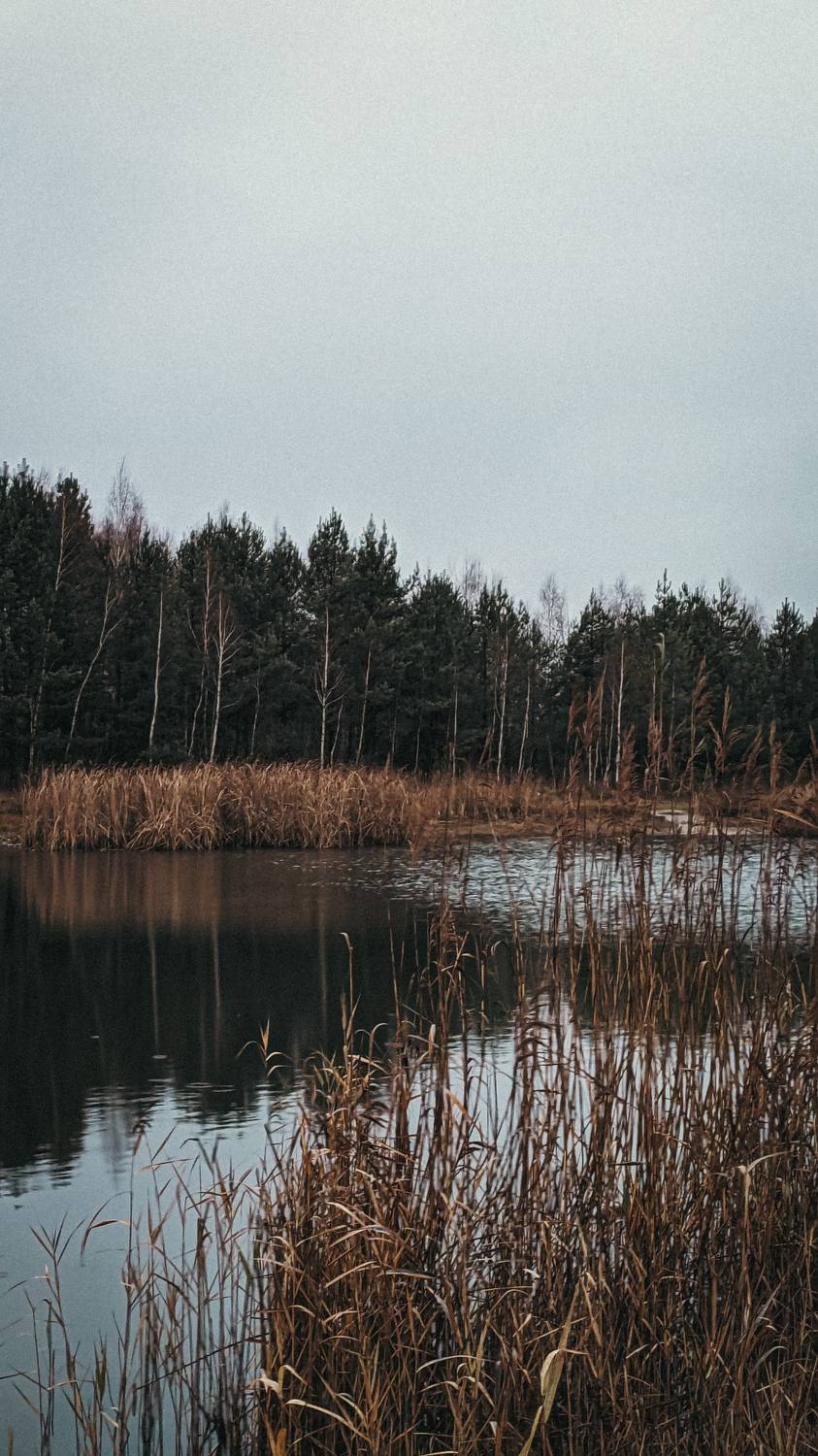 Photo #11601584