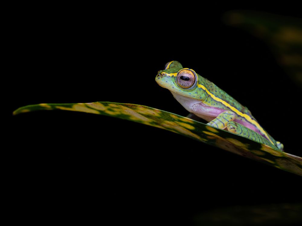 The Winged gliding frog