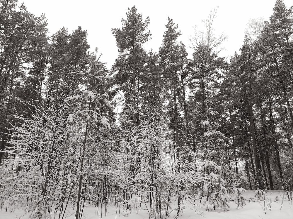 Photograph by Инна Голубева