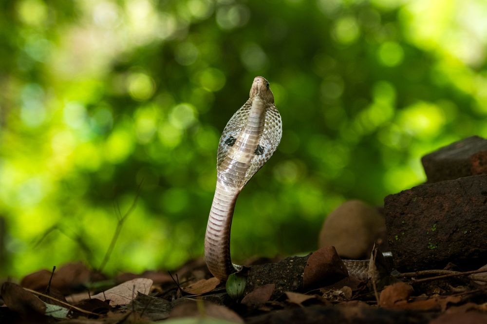 Photograph by Narayanan Iyer