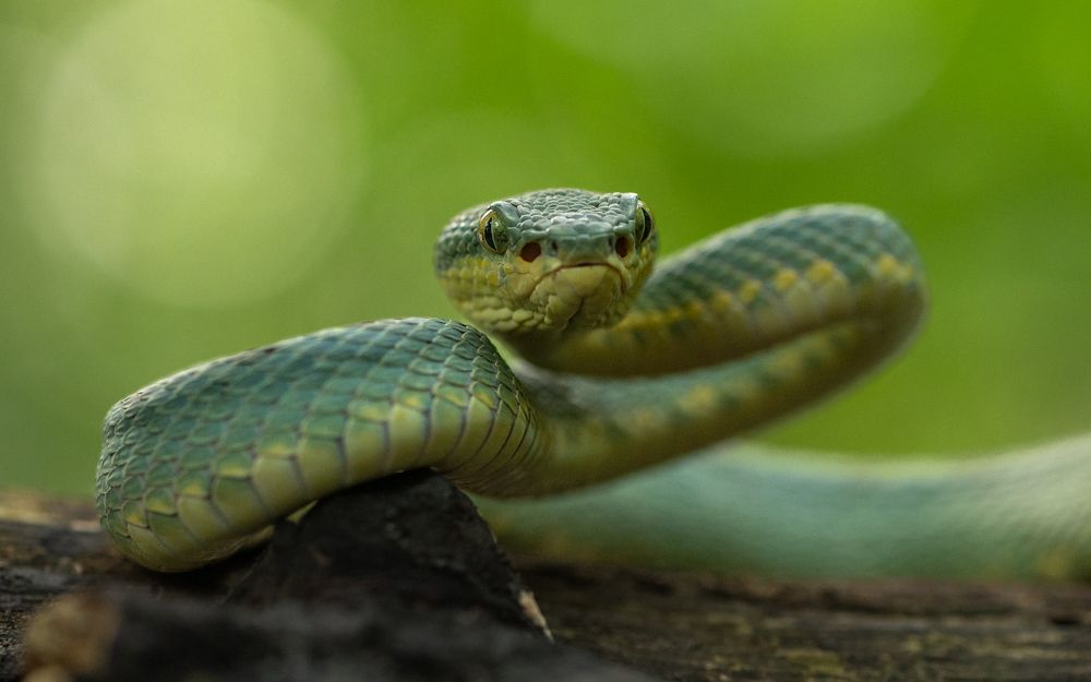 Photograph by Narayanan Iyer