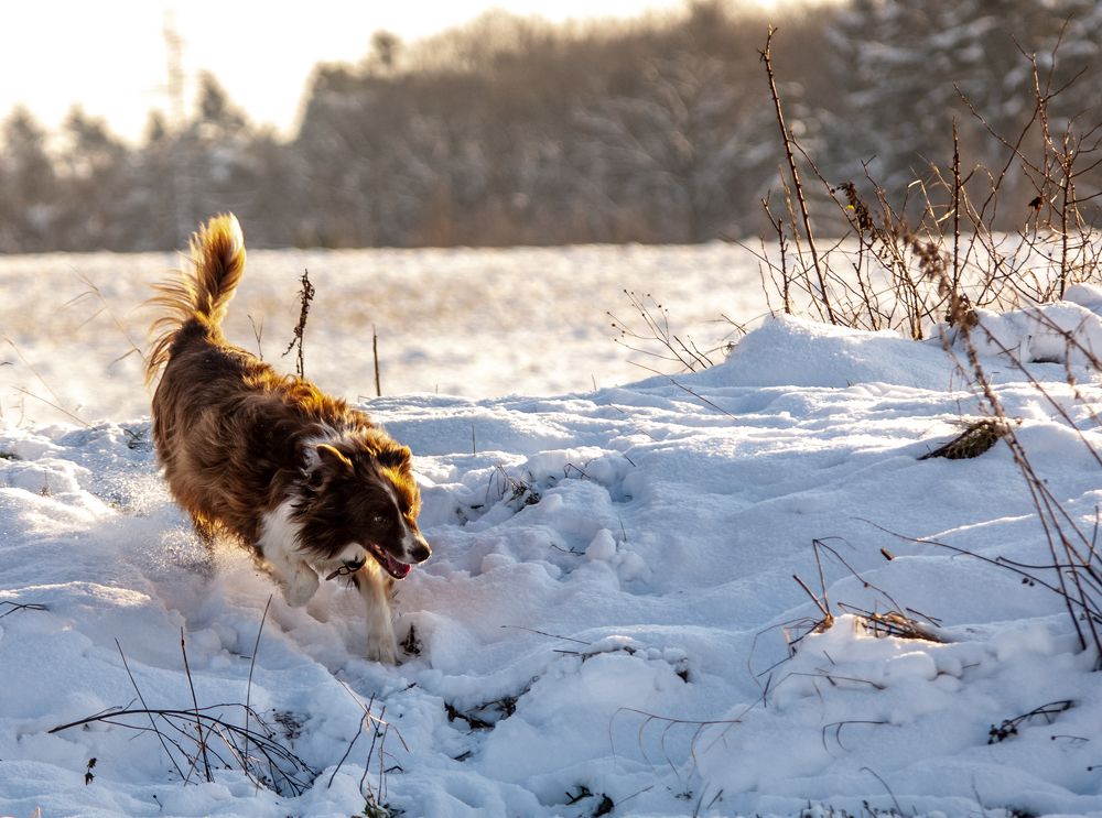 Фотография автора Chorche Prigo