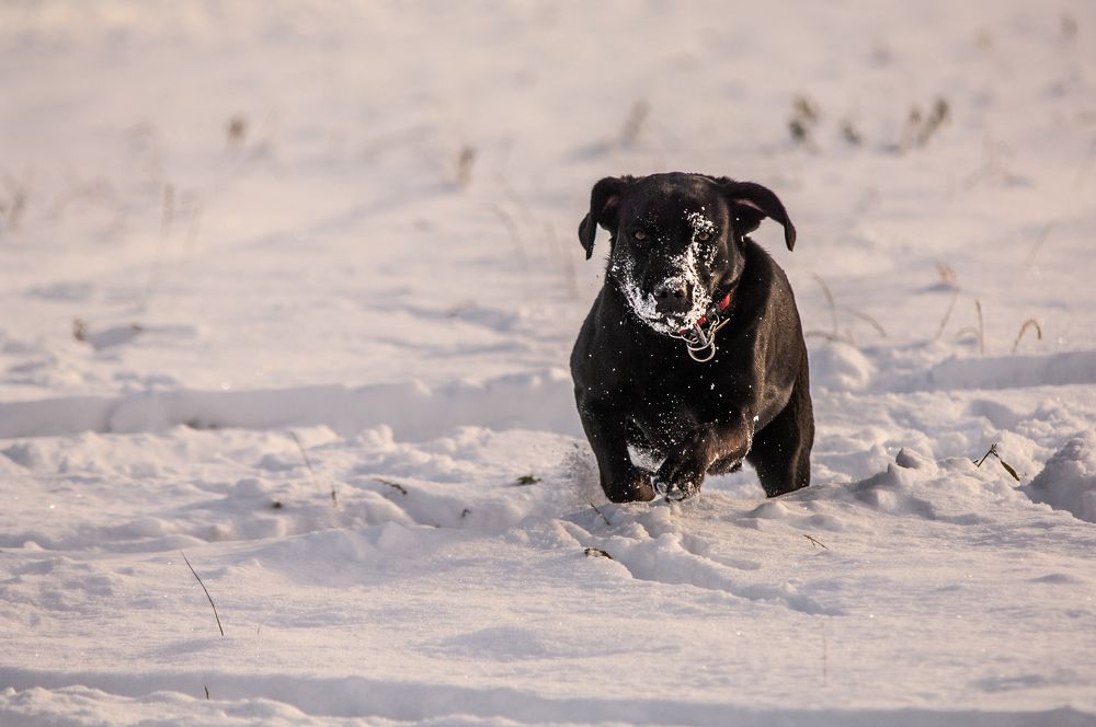 Фотография автора Chorche Prigo