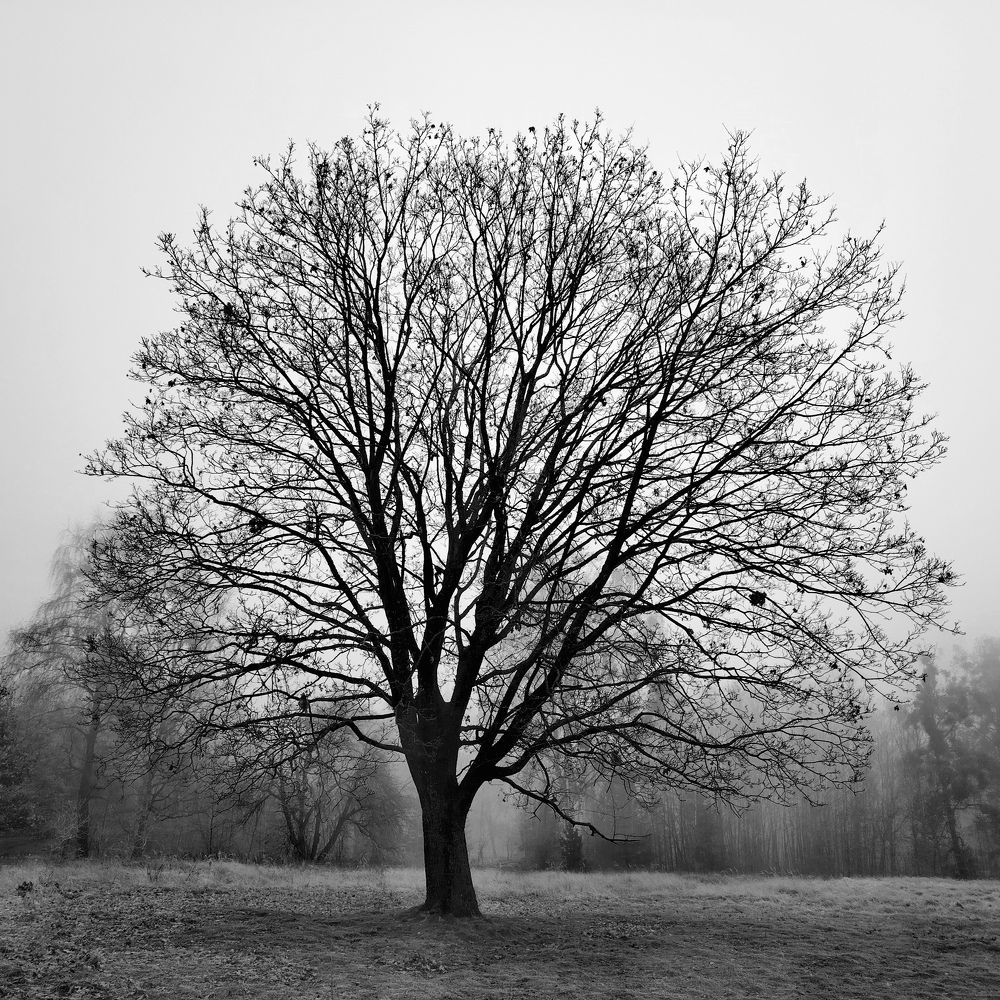 Фотография автора Ratsam