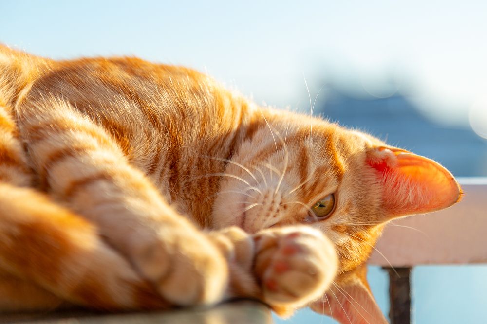 Photograph by Alaa Nour