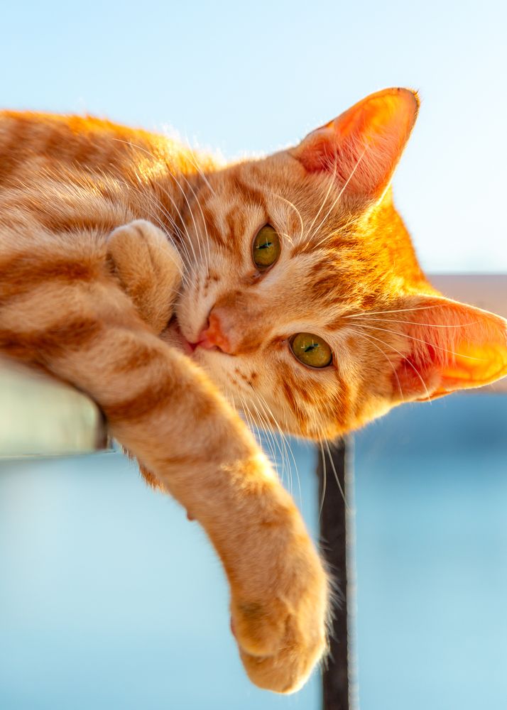 Photograph by Alaa Nour