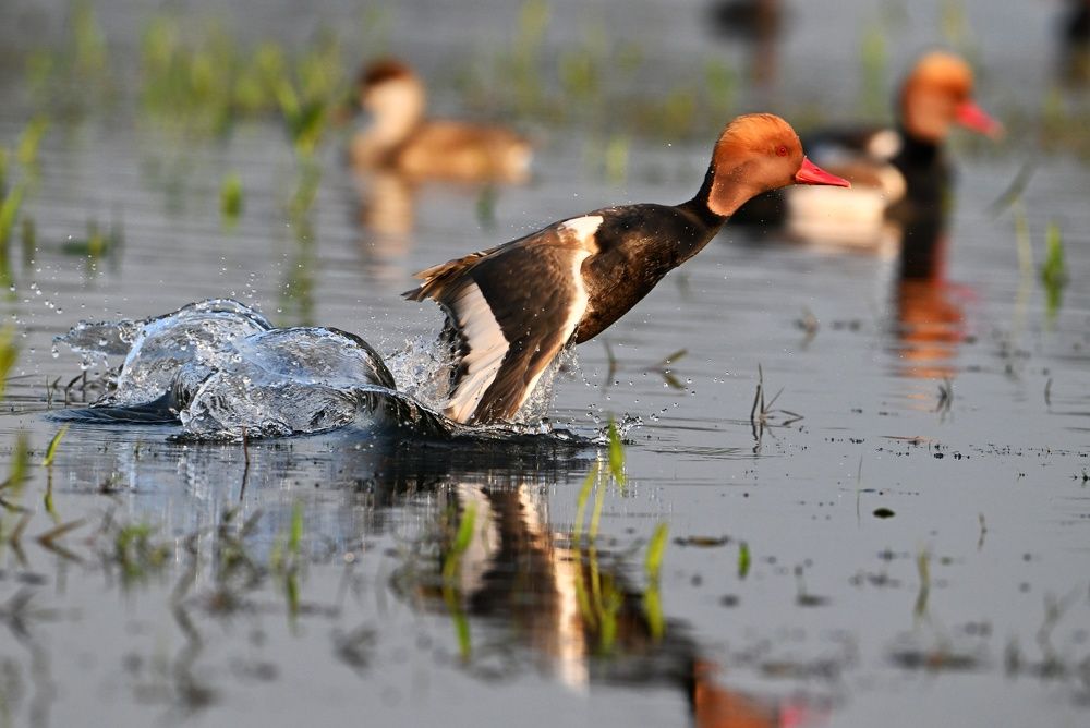 Photograph by SRIMANTA RAY