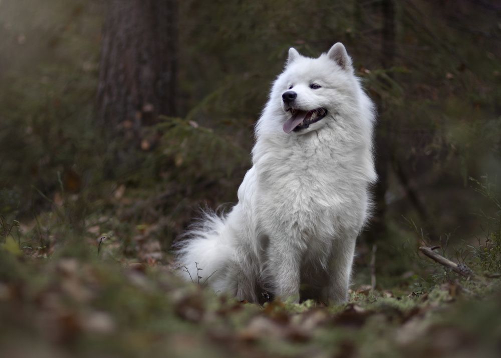 Photograph by Дарья Чистякова