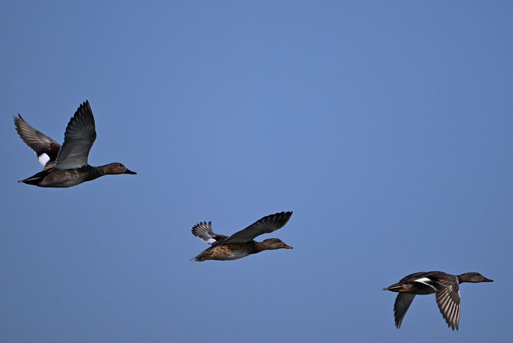 Photograph by SRIMANTA RAY