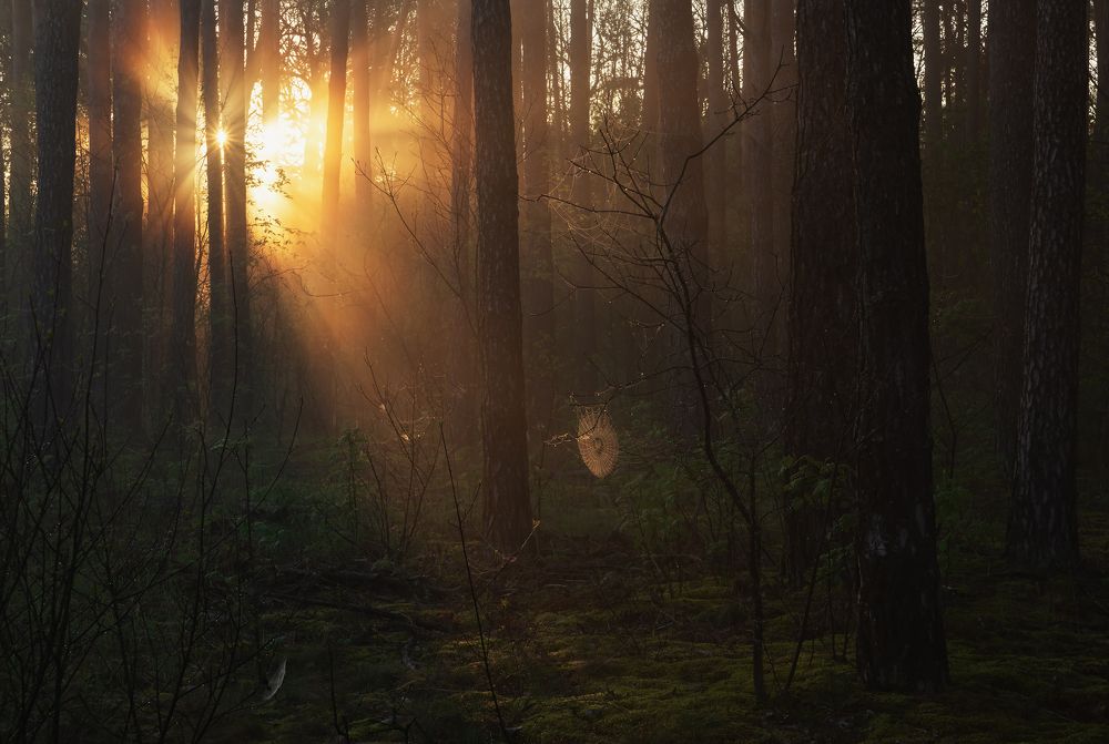 В лесу весеннее солнце