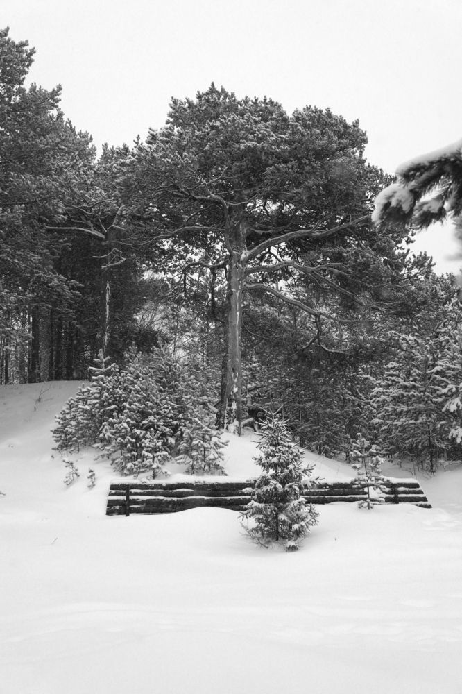 Фотография автора Андрей Шувалов