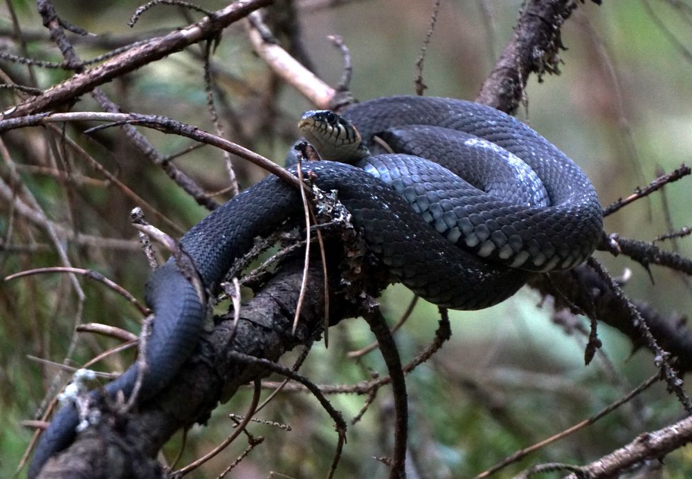 Photograph by Лена Максимкина