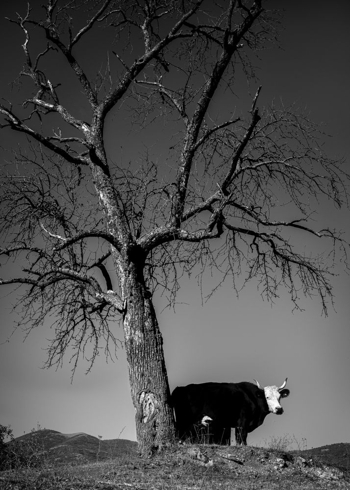 Photograph by Бобчева Веселина