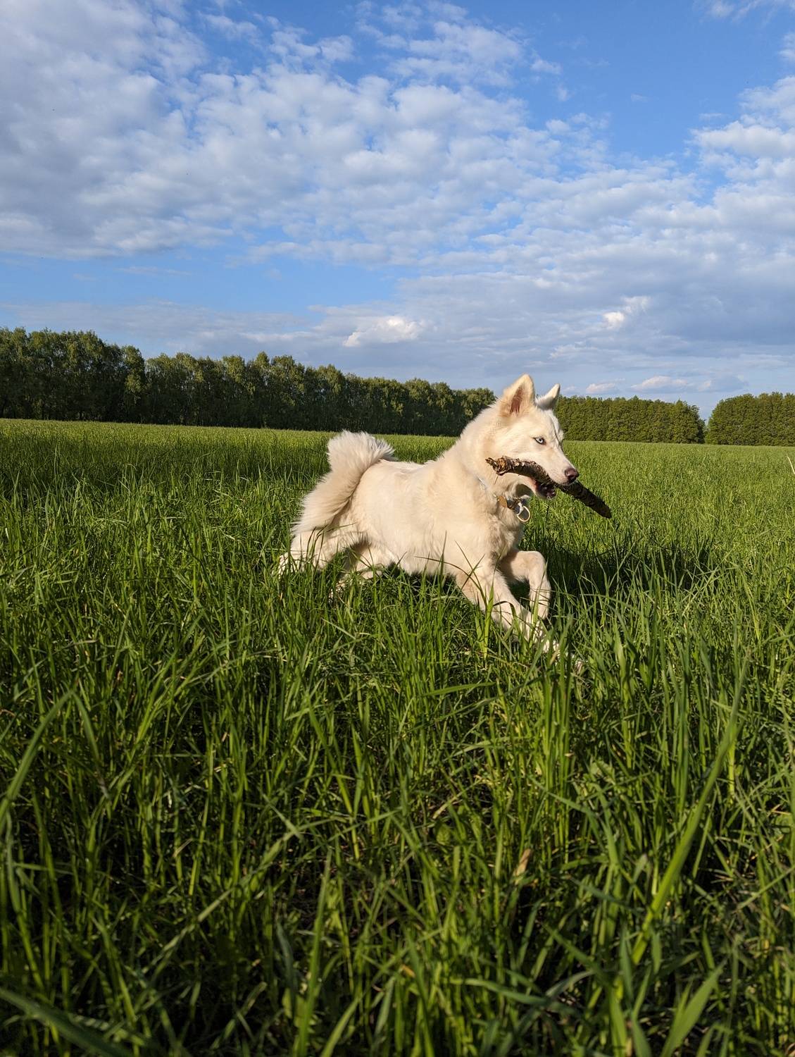 Photo #11602842