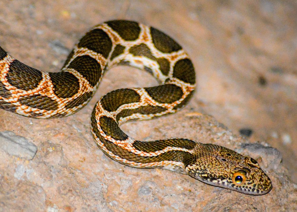 Photograph by Bachir Rabouh