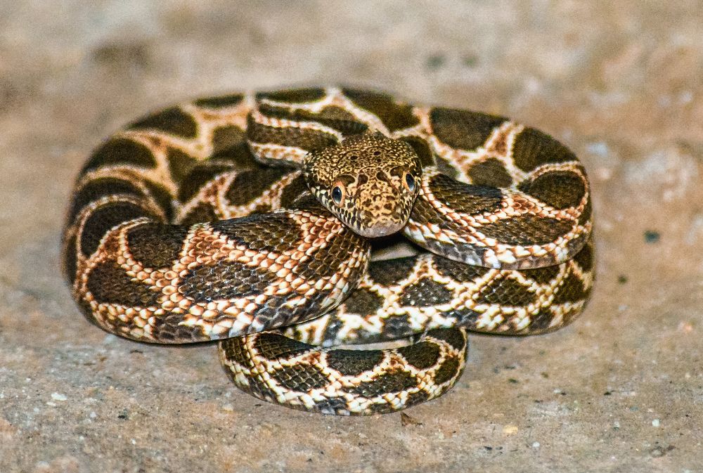 Photograph by Bachir Rabouh