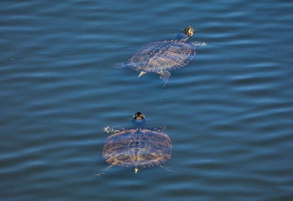 Turtles