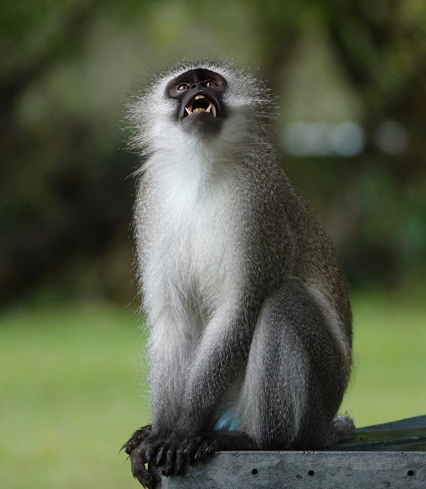 Yawning monkey