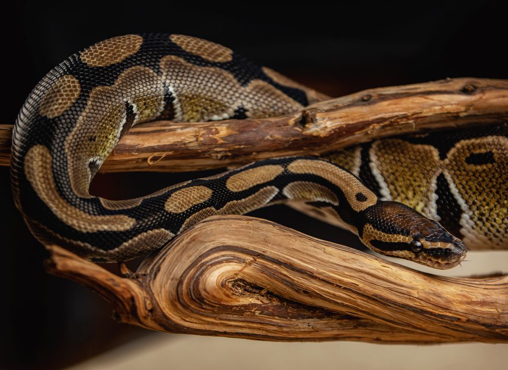 Photograph by Зубкова Юлия