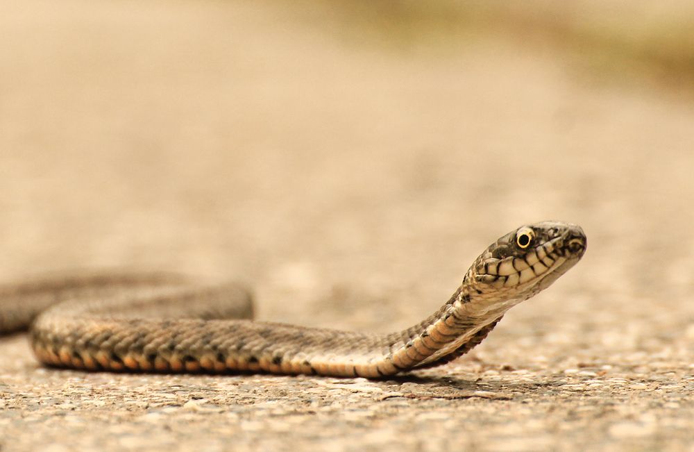 Photograph by hasan sorena jouri