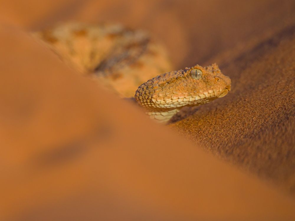 Photograph by Bekhedda Abderrahmane