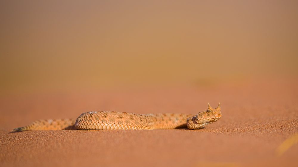 Photograph by Bekhedda Abderrahmane