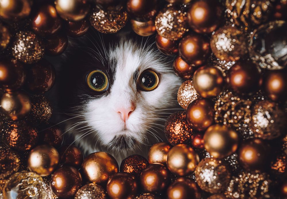 Фотография автора Екатерина Киреева