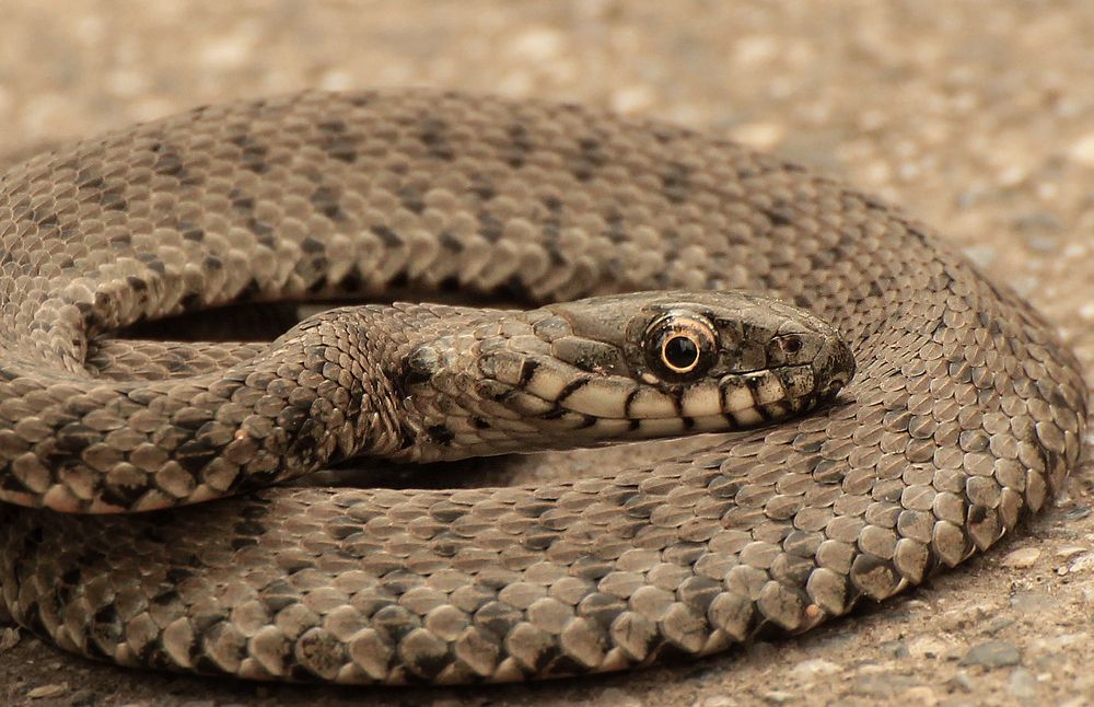 Photograph by hasan sorena jouri