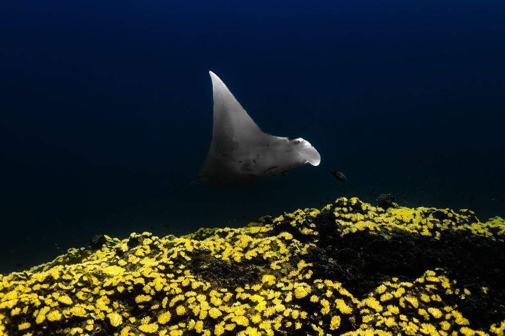 Dancing in a sunflower field