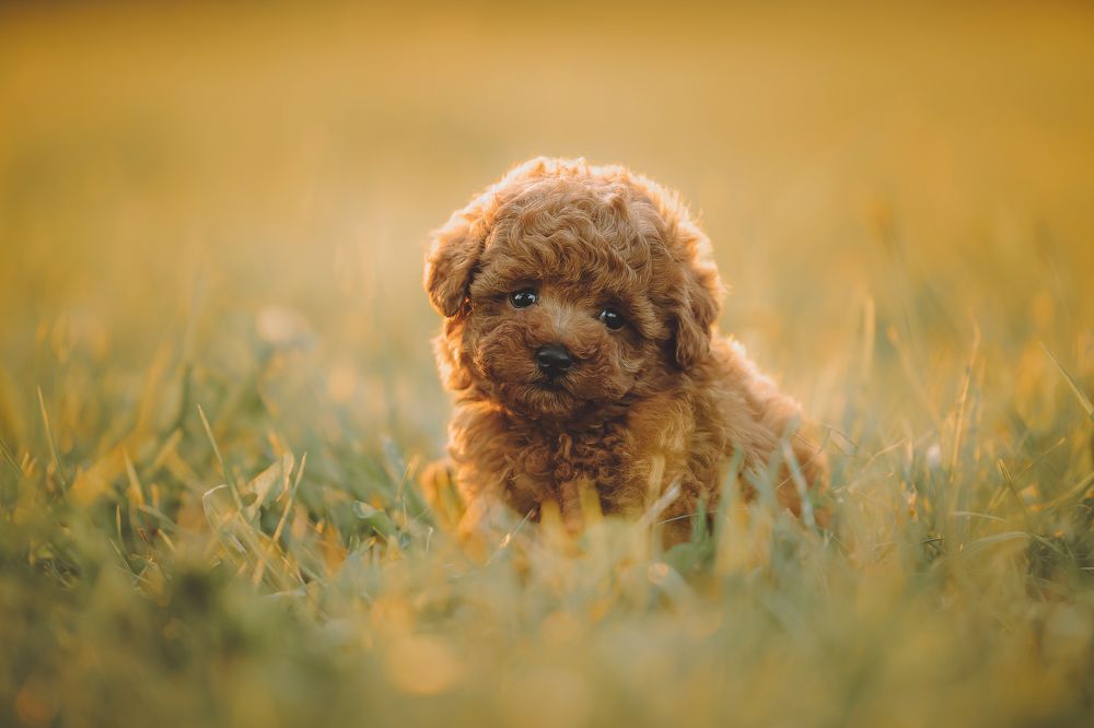 Фотография автора Екатерина Киреева